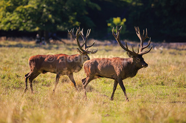 Kronhjorte. To kronhjort ser hinanden an f�r magtkamp med hornene under brunstperioden; Cervus elaphus; J�gersborg Dyrehave / Sj�lland; ; ; pattedyr; Hjorte, kronhjorte, Cervidae, Parrett�ede hovdyr, Artiodactyla, Krondyr, Red deer, kronvildt, krondyr, kronhjorte, brunst, hjort