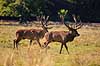 Kronhjorte. To kronhjort ser hinanden an f�r magtkamp med hornene under brunstperioden Cervus elaphus J�gersborg Dyrehave / Sj�lland   pattedyr Hjorte, kronhjorte, Cervidae, Parrett�ede hovdyr, Artiodactyla, Krondyr, Red deer, kronvildt, krondyr, kronhjorte, brunst, hjort