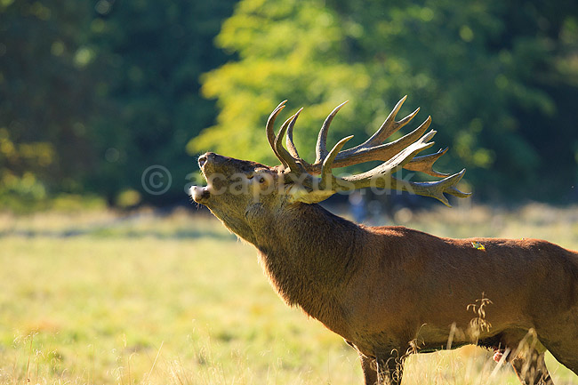Kronhjort. Br�lende kronhjort i sit revir under brunstperioden; Cervus elaphus; J�gersborg Dyrehave / Sj�lland; ; ; pattedyr; Hjorte, kronhjorte, Cervidae, Parrett�ede hovdyr, Artiodactyla, Krondyr, Red deer, kronvildt, krondyr, kronhjorte, brunst, hjort