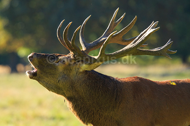 Kronhjort. Br�lende kronhjort i sit revir under brunstperioden; Cervus elaphus; J�gersborg Dyrehave / Sj�lland; ; ; pattedyr; Hjorte, kronhjorte, Cervidae, Parrett�ede hovdyr, Artiodactyla, Krondyr, Red deer, kronvildt, krondyr, kronhjorte, brunst, hjort