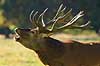 Kronhjort. Br�lende kronhjort i sit revir under brunstperioden Cervus elaphus J�gersborg Dyrehave / Sj�lland   pattedyr Hjorte, kronhjorte, Cervidae, Parrett�ede hovdyr, Artiodactyla, Krondyr, Red deer, kronvildt, krondyr, kronhjorte, brunst, hjort