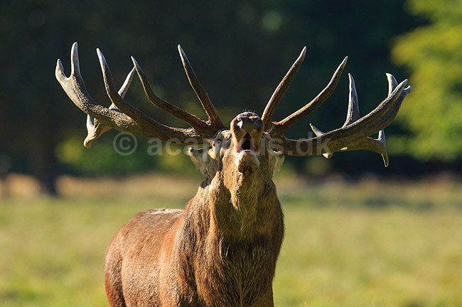 Kronhjort. Br�lende kronhjort i sit revir under brunstperioden; Cervus elaphus; J�gersborg Dyrehave / Sj�lland; ; ; pattedyr; Hjorte, kronhjorte, Cervidae, Parrett�ede hovdyr, Artiodactyla, Krondyr, Red deer, kronvildt, krondyr, kronhjorte, brunst, hjort