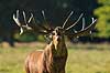 Kronhjort. Br�lende kronhjort i sit revir under brunstperioden Cervus elaphus J�gersborg Dyrehave / Sj�lland   pattedyr Hjorte, kronhjorte, Cervidae, Parrett�ede hovdyr, Artiodactyla, Krondyr, Red deer, kronvildt, krondyr, kronhjorte, brunst, hjort