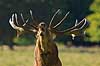 Kronhjort. Br�lende kronhjort i sit revir under brunstperioden Cervus elaphus J�gersborg Dyrehave / Sj�lland   pattedyr Hjorte, kronhjorte, Cervidae, Parrett�ede hovdyr, Artiodactyla, Krondyr, Red deer, kronvildt, krondyr, kronhjorte, brunst, hjort