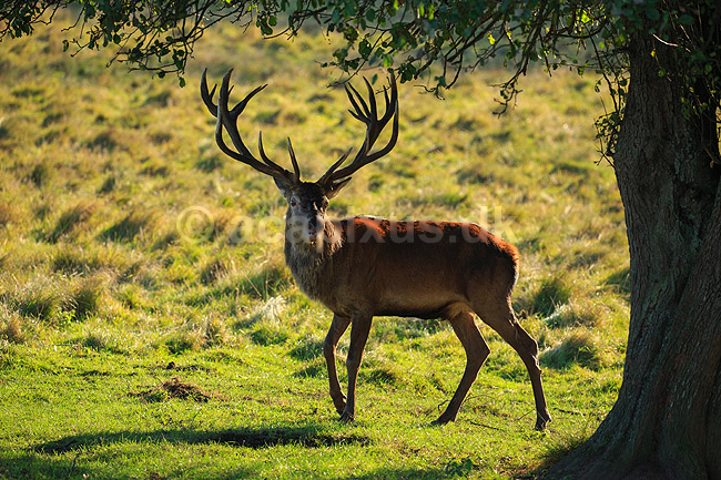Kronhjort. Kronhjort s�ger nedfaldne frugter under �bletr�; Cervus elaphus; J�gersborg Dyrehave / Sj�lland; ; ; pattedyr; Hjorte, kronhjorte, Cervidae, Parrett�ede hovdyr, Artiodactyla, Krondyr, Red deer, kronvildt, krondyr, kronhjorte, brunst, hjort