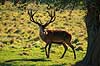 Kronhjort. Kronhjort s�ger nedfaldne frugter under �bletr� Cervus elaphus J�gersborg Dyrehave / Sj�lland   pattedyr Hjorte, kronhjorte, Cervidae, Parrett�ede hovdyr, Artiodactyla, Krondyr, Red deer, kronvildt, krondyr, kronhjorte, brunst, hjort