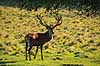 Kronhjort. Kronhjort s�ger nedfaldne frugter under �bletr� Cervus elaphus J�gersborg Dyrehave / Sj�lland   pattedyr Hjorte, kronhjorte, Cervidae, Parrett�ede hovdyr, Artiodactyla, Krondyr, Red deer, kronvildt, krondyr, kronhjorte, brunst, hjort