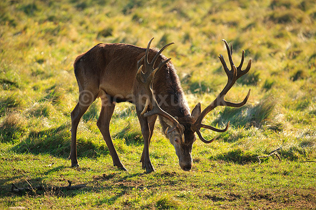 Kronhjort. Kronhjort s�ger nedfaldne frugter under �bletr�; Cervus elaphus; J�gersborg Dyrehave / Sj�lland; ; ; pattedyr; Hjorte, kronhjorte, Cervidae, Parrett�ede hovdyr, Artiodactyla, Krondyr, Red deer, kronvildt, krondyr, kronhjorte, brunst, hjort