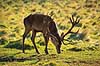 Kronhjort. Kronhjort s�ger nedfaldne frugter under �bletr� Cervus elaphus J�gersborg Dyrehave / Sj�lland   pattedyr Hjorte, kronhjorte, Cervidae, Parrett�ede hovdyr, Artiodactyla, Krondyr, Red deer, kronvildt, krondyr, kronhjorte, brunst, hjort