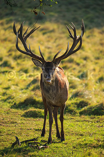 Kronhjort. Kronhjort s�ger nedfaldne frugter under �bletr�; Cervus elaphus; J�gersborg Dyrehave / Sj�lland; ; ; pattedyr; Hjorte, kronhjorte, Cervidae, Parrett�ede hovdyr, Artiodactyla, Krondyr, Red deer, kronvildt, krondyr, kronhjorte, brunst, hjort