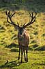 Kronhjort. Kronhjort s�ger nedfaldne frugter under �bletr� Cervus elaphus J�gersborg Dyrehave / Sj�lland   pattedyr Hjorte, kronhjorte, Cervidae, Parrett�ede hovdyr, Artiodactyla, Krondyr, Red deer, kronvildt, krondyr, kronhjorte, brunst, hjort