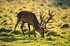 Kronhjort. Kronhjort s�ger nedfaldne frugter under �bletr� Cervus elaphus J�gersborg Dyrehave / Sj�lland   pattedyr Hjorte, kronhjorte, Cervidae, Parrett�ede hovdyr, Artiodactyla, Krondyr, Red deer, kronvildt, krondyr, kronhjorte, brunst, hjort