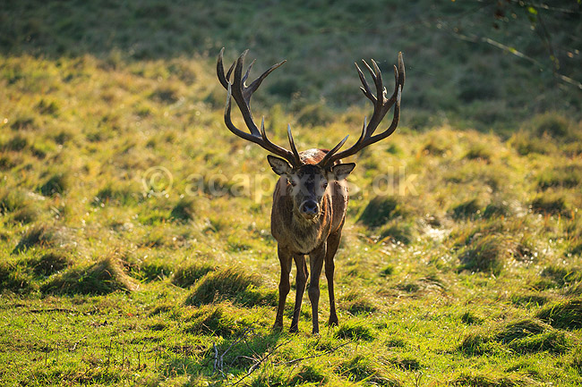 Kronhjort. Kronhjort s�ger nedfaldne frugter under �bletr�; Cervus elaphus; J�gersborg Dyrehave / Sj�lland; ; ; pattedyr; Hjorte, kronhjorte, Cervidae, Parrett�ede hovdyr, Artiodactyla, Krondyr, Red deer, kronvildt, krondyr, kronhjorte, brunst, hjort