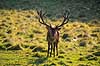Kronhjort. Kronhjort s�ger nedfaldne frugter under �bletr� Cervus elaphus J�gersborg Dyrehave / Sj�lland   pattedyr Hjorte, kronhjorte, Cervidae, Parrett�ede hovdyr, Artiodactyla, Krondyr, Red deer, kronvildt, krondyr, kronhjorte, brunst, hjort