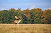D�dyr. D�hjort p� brunstpladsen i Dyrehaven Dama dama J�gersborg Dyrehave / Sj�lland   pattedyr Hjorte, Cervidae, Parrett�ede hovdyr, Artiodactyla, hjort, d�vildt, gevir, fuldskuffel, dr�vtygger, brunst, fallow deer, d�hjort, dovhjort, Dyrehaven