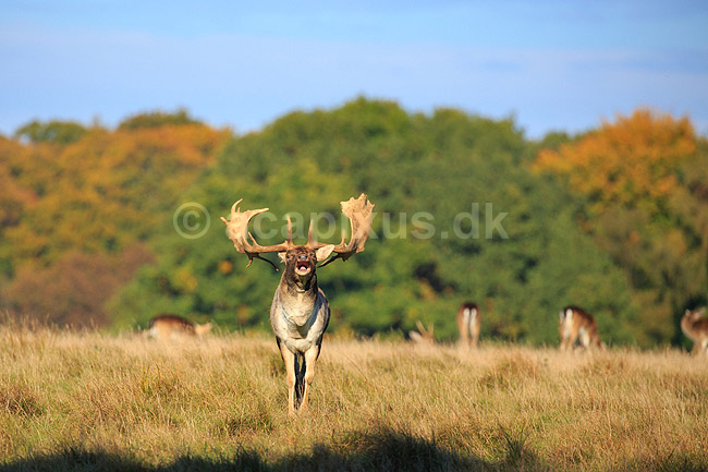 D�dyr. D�hjort p� brunstpladsen i Dyrehaven; Dama dama; J�gersborg Dyrehave / Sj�lland; ; ; pattedyr; Hjorte, Cervidae, Parrett�ede hovdyr, Artiodactyla, hjort, d�vildt, gevir, fuldskuffel, dr�vtygger, brunst, fallow deer, d�hjort, dovhjort, Dyrehaven