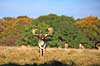 D�dyr. D�hjort p� brunstpladsen i Dyrehaven Dama dama J�gersborg Dyrehave / Sj�lland   pattedyr Hjorte, Cervidae, Parrett�ede hovdyr, Artiodactyla, hjort, d�vildt, gevir, fuldskuffel, dr�vtygger, brunst, fallow deer, d�hjort, dovhjort, Dyrehaven