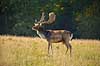 D�dyr. D�hjort p� brunstpladsen i Dyrehaven Dama dama J�gersborg Dyrehave / Sj�lland   pattedyr Hjorte, Cervidae, Parrett�ede hovdyr, Artiodactyla, hjort, d�vildt, gevir, fuldskuffel, dr�vtygger, brunst, fallow deer, d�hjort, dovhjort, Dyrehaven