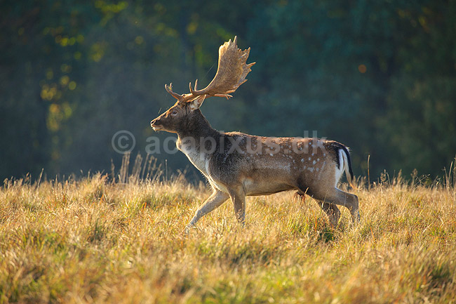 D�dyr. D�hjort p� brunstpladsen i Dyrehaven; Dama dama; J�gersborg Dyrehave / Sj�lland; ; ; pattedyr; Hjorte, Cervidae, Parrett�ede hovdyr, Artiodactyla, hjort, d�vildt, gevir, fuldskuffel, dr�vtygger, brunst, fallow deer, d�hjort, dovhjort, Dyrehaven