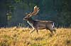 D�dyr. D�hjort p� brunstpladsen i Dyrehaven Dama dama J�gersborg Dyrehave / Sj�lland   pattedyr Hjorte, Cervidae, Parrett�ede hovdyr, Artiodactyla, hjort, d�vildt, gevir, fuldskuffel, dr�vtygger, brunst, fallow deer, d�hjort, dovhjort, Dyrehaven