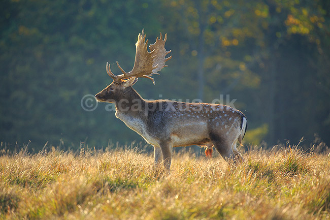 D�dyr. D�hjort p� brunstpladsen i Dyrehaven; Dama dama; J�gersborg Dyrehave / Sj�lland; ; ; pattedyr; Hjorte, Cervidae, Parrett�ede hovdyr, Artiodactyla, hjort, d�vildt, gevir, fuldskuffel, dr�vtygger, brunst, fallow deer, d�hjort, dovhjort, Dyrehaven