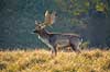 D�dyr. D�hjort p� brunstpladsen i Dyrehaven Dama dama J�gersborg Dyrehave / Sj�lland   pattedyr Hjorte, Cervidae, Parrett�ede hovdyr, Artiodactyla, hjort, d�vildt, gevir, fuldskuffel, dr�vtygger, brunst, fallow deer, d�hjort, dovhjort, Dyrehaven