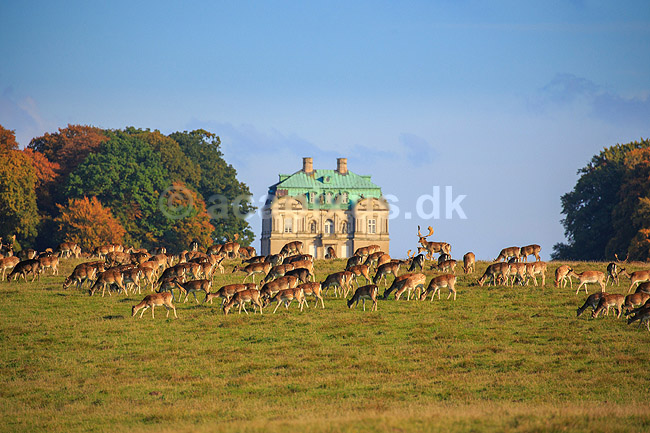 D�dyr. D�dyr foran Erimitageslottet i Dyrehaven; Dama dama; J�gersborg Dyrehave / Sj�lland; ; ; pattedyr; Hjorte, Cervidae, Parrett�ede hovdyr, Artiodactyla, hjort, d�vildt, gevir, fuldskuffel, dr�vtygger, brunst, fallow deer, d�hjort, dovhjort, Dyrehaven