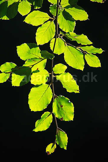 B�geblade. Sensommerblade af b�g gennemlyst af solen; Fagus sylvatica; J�gersborg Dyrehave; ; ; planter; B�ge-familien, Fagaceae, Cupuliferae, B�ge-ordenen, Fagales, b�getr�, l�vfald, efter�r