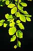 B�geblade. Sensommerblade af b�g gennemlyst af solen Fagus sylvatica J�gersborg Dyrehave   planter B�ge-familien, Fagaceae, Cupuliferae, B�ge-ordenen, Fagales, b�getr�, l�vfald, efter�r
