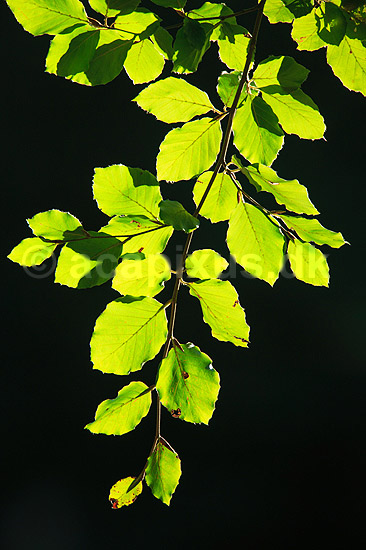 B�geblade. Sensommerblade af b�g gennemlyst af solen; Fagus sylvatica; J�gersborg Dyrehave; ; ; planter; B�ge-familien, Fagaceae, Cupuliferae, B�ge-ordenen, Fagales, b�getr�, l�vfald, efter�r
