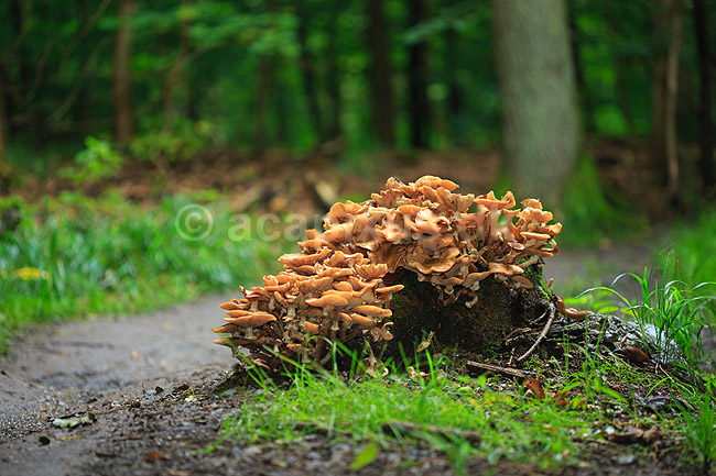 Randb�ltet Hjelmhat. Henfaldende frugtlegemer af Randb�ltet hjemhat svampe p� tr�stub; Galerina marginata; Hareskoven; ; ; Svampe; Svampe, svamp, giftige svampe
