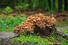 Randb�ltet Hjelmhat. Henfaldende frugtlegemer af Randb�ltet hjemhat svampe p� tr�stub Galerina marginata Hareskoven   Svampe Svampe, svamp, giftige svampe