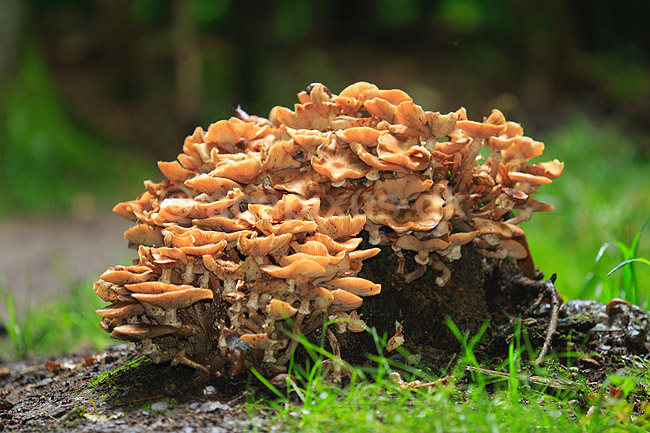 Randb�ltet Hjelmhat. Henfaldende frugtlegemer af Randb�ltet hjemhat svampe p� tr�stub; Galerina marginata; Hareskoven; ; ; Svampe; Svampe, svamp, giftige svampe