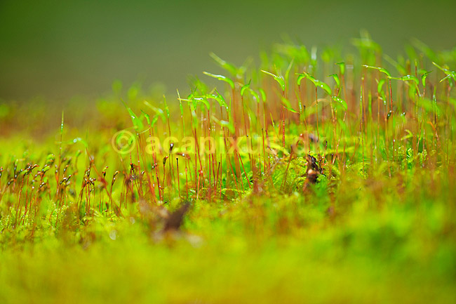 R�d Horntand; Ceratodon purpureus; Hareskoven; ; ; Planter; Mos, mosser, , Hornkapselmos, Anthocerotopsida, Andreaeopsida