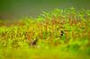 R�d Horntand Ceratodon purpureus Hareskoven   Planter Mos, mosser, , Hornkapselmos, Anthocerotopsida, Andreaeopsida