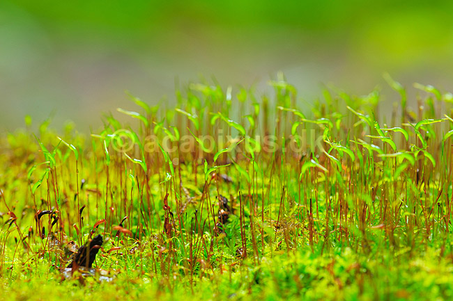 R�d Horntand; Ceratodon purpureus; Hareskoven; ; ; Planter; Mos, mosser, , Hornkapselmos, Anthocerotopsida, Andreaeopsida