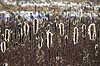 Dunhammer. Fr�stande p� bredbladet dunhammer spreder fr� Tychaceae latifolia Hareskoven   planter Dunhammer-familien, Typhaceae