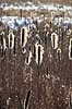 Dunhammer. Fr�stande p� bredbladet dunhammer spreder fr� Tychaceae latifolia Hareskoven   planter Dunhammer-familien, Typhaceae