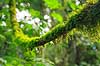 Regnskov. Mosbegroet lian i Misiones regnskoven n�r Yacutinga Lodge   Yacutinga Lodge Argentina Sydamerika  
