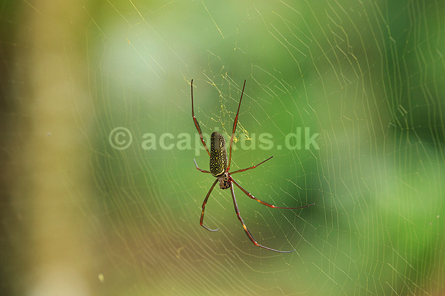 Edderkob. Golden Orb Spider i sit edderkoppespind; Nephila clavipes;  Yacutinga Lodge / Iguazu; Argentina; Sydamerika; Spindlere; Edderkopper, Araneae