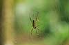 Edderkob. Golden Orb Spider i sit edderkoppespind Nephila clavipes  Yacutinga Lodge / Iguazu Argentina Sydamerika Spindlere Edderkopper, Araneae