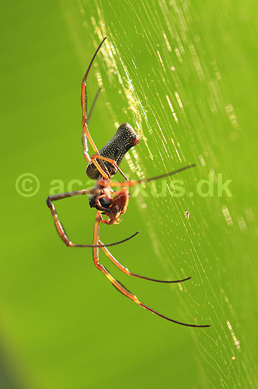 Edderkob. Golden Orb Spider i sit edderkoppespind spiser bytte; Nephila clavipes;  Yacutinga Lodge / Iguazu; Argentina; Sydamerika; Spindlere; Edderkopper, Araneae