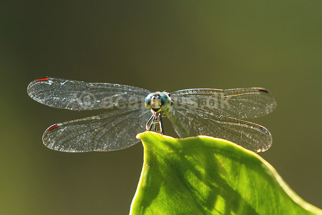 Guldsmed. Guldsmed holder udkig efter bytte p� blad; ;  Yacutinga Lodge / Misiones Forrest / Iguazu; Argentina; Sydamerika; insekter; guldsmede, Anisoptera, Odonata