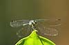 Guldsmed. Guldsmed holder udkig efter bytte p� blad   Yacutinga Lodge / Misiones Forrest / Iguazu Argentina Sydamerika insekter guldsmede, Anisoptera, Odonata