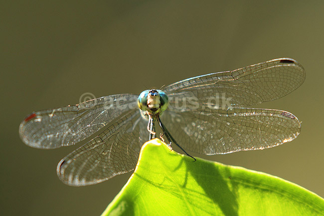 Guldsmed. Guldsmed holder udkig efter bytte p� blad; ;  Yacutinga Lodge / Misiones Forrest / Iguazu; Argentina; Sydamerika; insekter; guldsmede, Anisoptera, Odonata