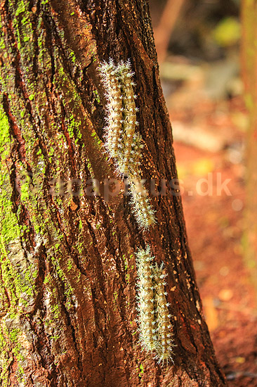 Sommerfuglelarver. Sommerfuglelarver p� vej i kolonne op ad tr�stamme; ;  Yacutinga Lodge / Misiones Forrest / Iguazu; Argentina; Sydamerika; insekter; Sommerfugle, Lepidoptera