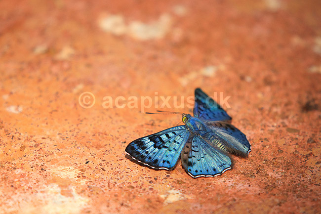 Sommerfugl. Bl� sommerfugl slikker salt i skovbunden; ;  Yacutinga Lodge / Misiones Forrest / Iguazu; Argentina; Sydamerika; insekter; Sommerfugle, Lepidoptera