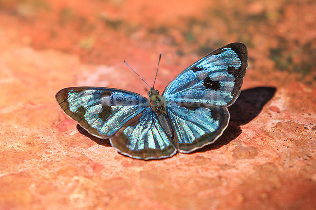 Sommerfugl. Bl� sommerfugl slikker salt i skovbunden; ;  Yacutinga Lodge / Misiones Forrest / Iguazu; Argentina; Sydamerika; insekter; Sommerfugle, Lepidoptera