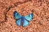 Sommerfugl. Bl� sommerfugl slikker salt i skovbunden   Yacutinga Lodge / Misiones Forrest / Iguazu Argentina Sydamerika insekter Sommerfugle, Lepidoptera