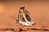 Sommerfugl. Sommerfugl slikker salt i skovbunden   Yacutinga Lodge / Misiones Forrest / Iguazu Argentina Sydamerika insekter Sommerfugle, Lepidoptera